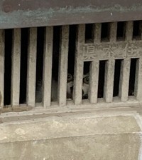 空き家の床下に入り込んでしまい、自力で脱出できなかった子猫（「はちわれ農園」さん提供、Instagramよりキャプチャ撮影）