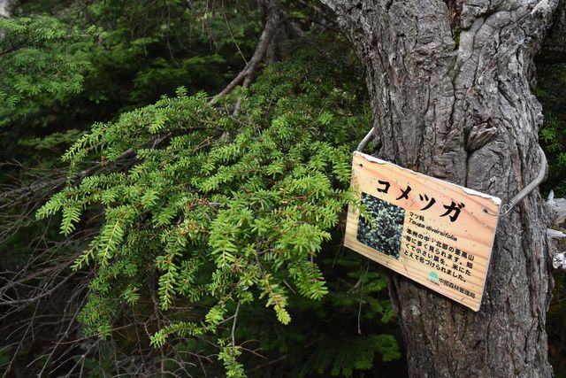 3年ぶり「山歩き会」 標高2480メートルの北横岳を満喫│朝日新聞Re