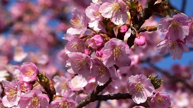 倉敷川沿い河津桜「千本桜」が見頃に　岡山・倉敷市