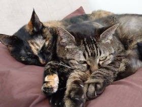 猫用トンネルをかついで「ねこちゃぁぁーん！！」　追いかける２歳児、逃げまどう猫ら