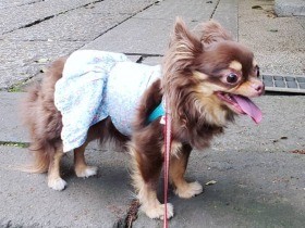 いっぱい歩きすぎると、疲れてしっぽがションボリ……　お散歩大好きチワワ「マロン」