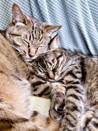 仲良くお昼寝する（左から）楓ちゃん、椿ちゃん（画像提供：ねここさん）