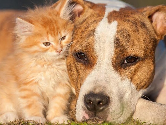 避難所は「犬・猫を同行可」か知っていますか？　防災アンケート