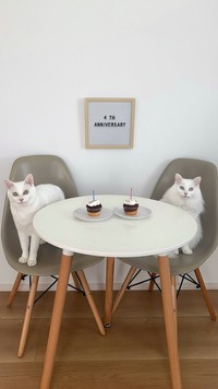 こちらが、「お迎え4周年目のアニバーサリー写真」正式バージョン（画像提供：くうねる さん）