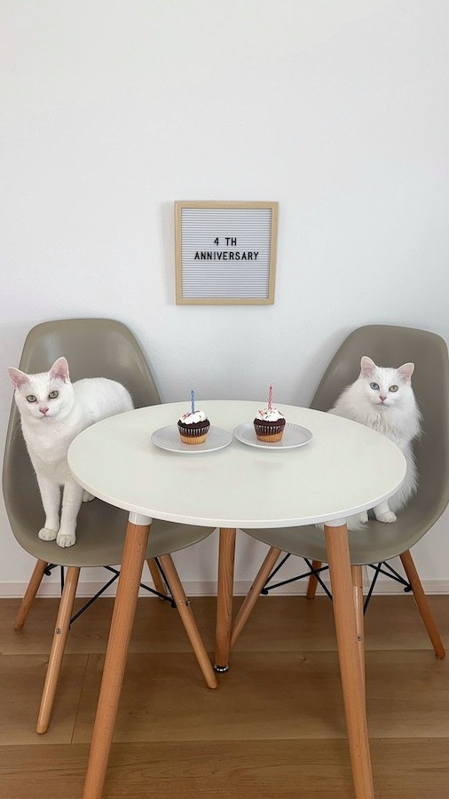 こちらが、「お迎え4周年目のアニバーサリー写真」正式バージョン（画像提供：くうねる さん）