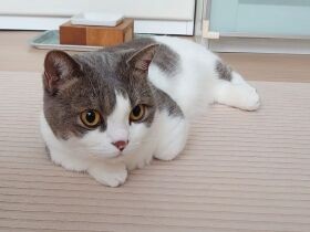 お水の器を一度はひっくり返したい　果敢に挑戦するマンチカン「歩」