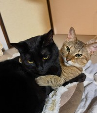 ぽんずちゃんとあぶらちゃん。とっても仲良し（「保護猫あぶら&ぽんず」さん提供、Instagramよりキャプチャ撮影）