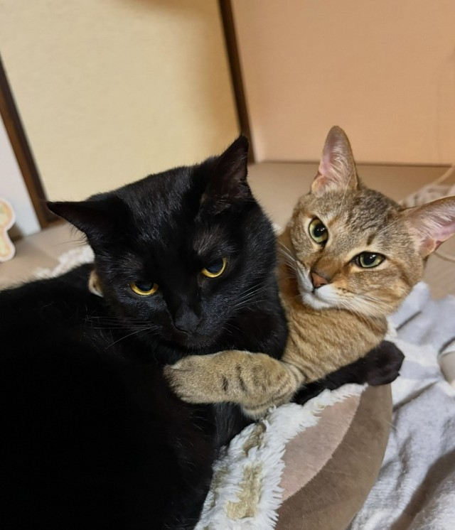 ぽんずちゃんとあぶらちゃん。とっても仲良し（「保護猫あぶら&ぽんず」さん提供、Instagramよりキャプチャ撮影）