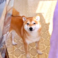 カメラを向ける飼い主さんに気づいてハッとするようこちゃん（画像提供：シバシバお豆さん）