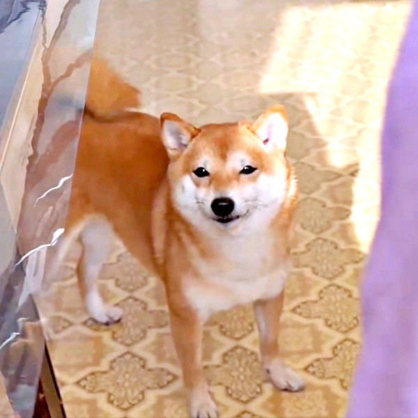 カメラを向ける飼い主さんに気づいてハッとするようこちゃん（画像提供：シバシバお豆さん）