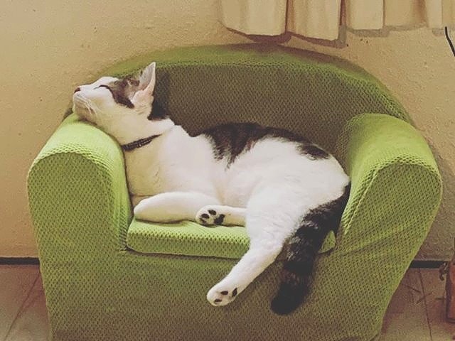 夜道をついて来た子猫 迷った末 家に入れると手放せなくなった Sippo シッポ