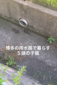 博多の用水路で5匹の子猫が暮らしていた（「TetoMoco | 猫活するママの暮らし」さん提供、Instagramよりキャプチャ撮影）
