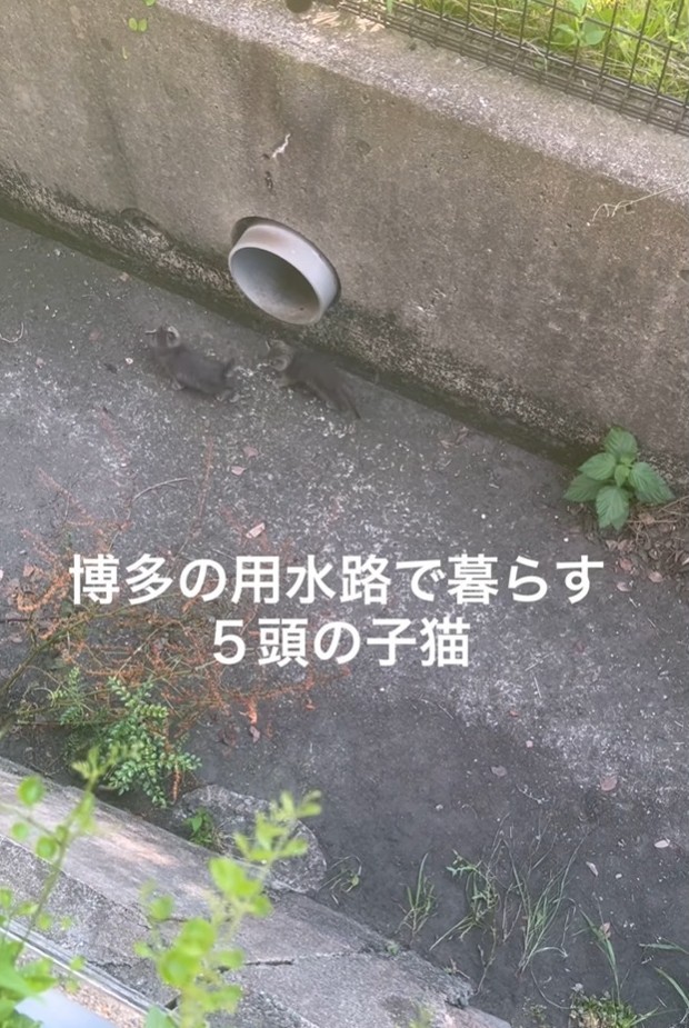 博多の用水路で5匹の子猫が暮らしていた（「TetoMoco | 猫活するママの暮らし」さん提供、Instagramよりキャプチャ撮影）