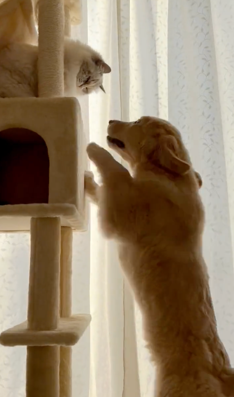 爪研ぎ、合格ですか？お茶子師匠？＝ぷぅ・つゆ・お茶子さん（@pu_channeldesu）提供