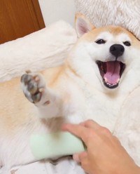皆に癒しを与えるこの表情！（提供：柴犬チャーミーさん）