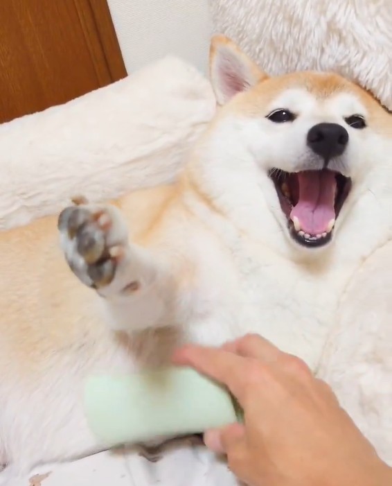 皆に癒しを与えるこの表情！（提供：柴犬チャーミーさん）