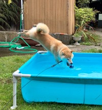 プールに飛び込む（提供：北田瑞絵さん）