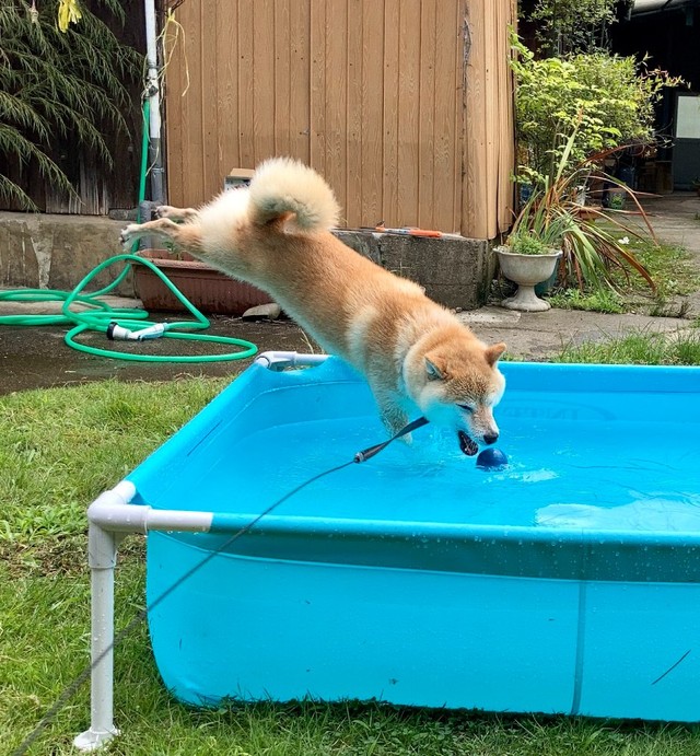 プールに飛び込む（提供：北田瑞絵さん）