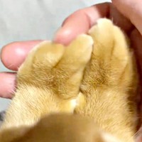 ムニュッ！ 柔らかいむぎちゃんのお手て（画像提供：つぶさん）