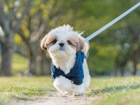 元気に走り回るズシくん（画像提供：シーズーのズシさん）