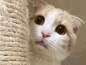 ママは今何してるにょ…　柱の陰から張り込み中のスコ「じろう」