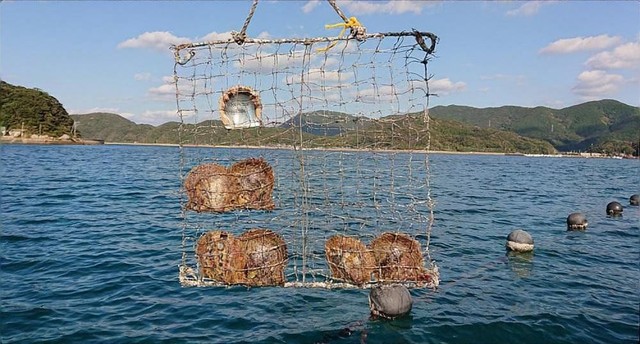 成育用ネットに入ったアコヤガイたち。見守り中は、手作業で貝の表面を掃除する