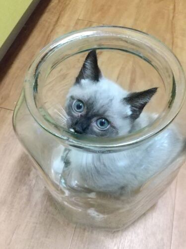 ガラスの中にすっぽり（ヘルバ園提供）