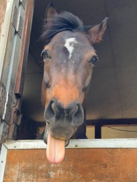 「引退競走馬のモントくん(13歳)です。初心者の方も安心のとてもおとなしい偉い子です！」（提供：真駒内乗馬クラブ(札幌)さん）