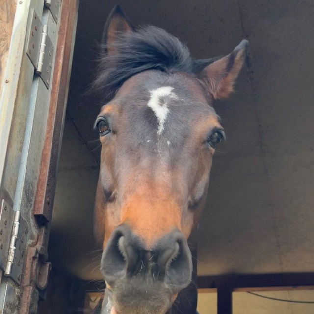 「引退競走馬のモントくん(13歳)です。初心者の方も安心のとてもおとなしい偉い子です！」（提供：真駒内乗馬クラブ(札幌)さん）