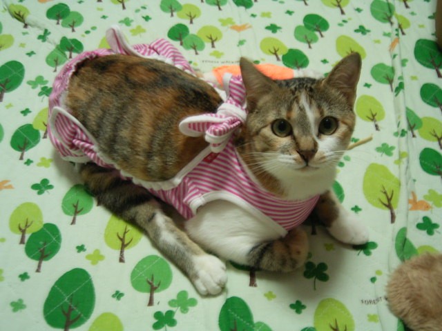 ピンクの術後服もお似合い＝さわさきみさき(下半身不随の猫が2匹、軽い脳障害が1匹、他1匹＝4匹）（@sawasakimisaki）さん提供
