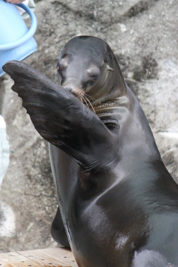 キュートなポーズが素敵なコエルちゃん（画像提供：Suunoさん）