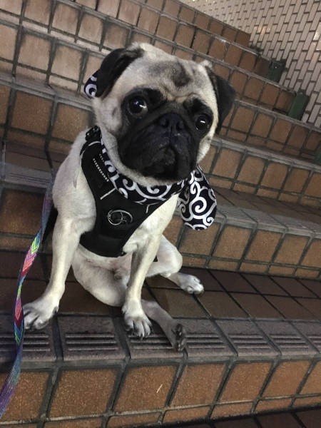 唐草模様もよくお似合いで（飼い主さん提供）