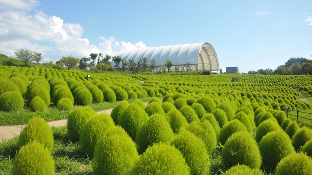 国営讃岐まんのう公園提供