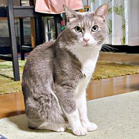 凛々しい表情がかっこいいソラくん（画像提供：ガウンゼル・チョルサー＝まっちゃこさん）