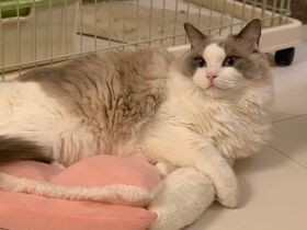 同居猫のベッドを奪取してご満悦　綿棒大好きラグドール「モコ」