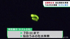 ホタルを特別展示　繁殖活動に取り組む仙台うみの杜水族館