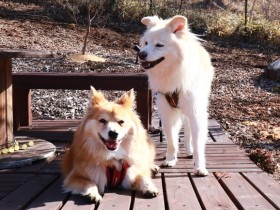 天使がいるとしたら、それは犬だ　そばにいるだけで彩り豊かになりなぜか活力が湧く