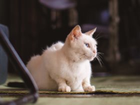 ゆったりと猫もおしゃべり？　限りなく自由な沖縄・竹富島の猫