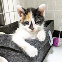 保護され家族に…飼い主さんを見つめる生後わずか2週間のシナちゃん（画像提供：tobi8/8さん）