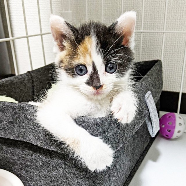 保護され家族に…飼い主さんを見つめる生後わずか2週間のシナちゃん（画像提供：tobi8/8さん）