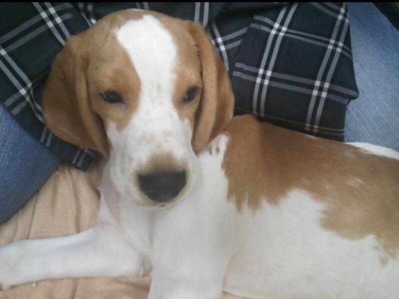 家にきたころの「ぽんた」