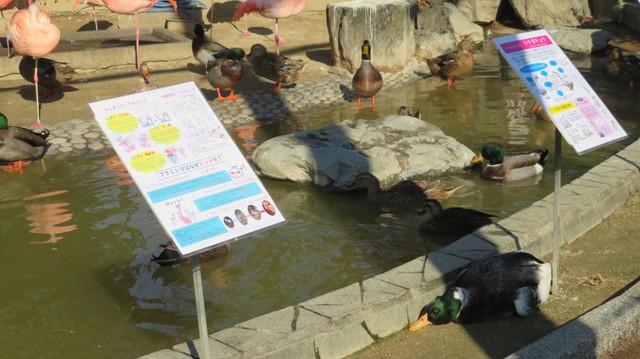 奥のカモが面白いので