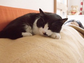 家に来てから10日　元野良猫「ぽんた」の思わぬ変化に驚く（11）