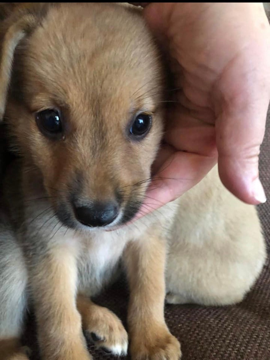 香川県から来た子犬。京王百貨店の譲渡会（８月15、16日）に参加予定（おーあみ避難所提供）
