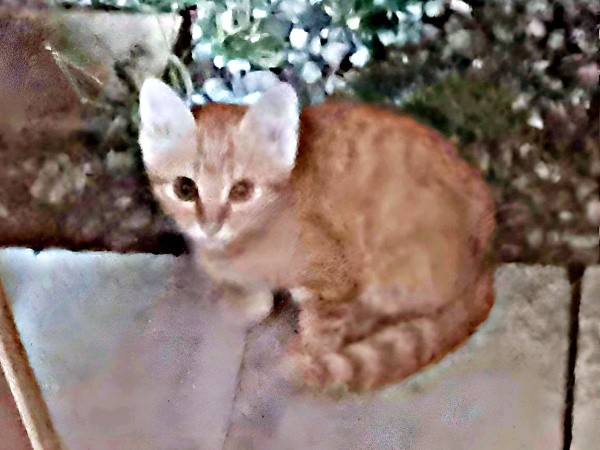 2022年6月下旬、庭に現れたこなちゃん（画像提供：ユンコロさん）