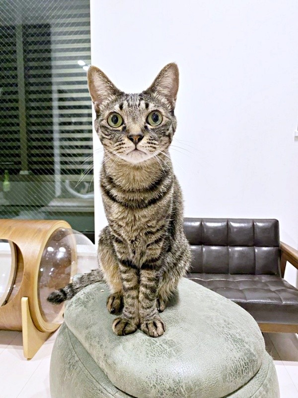 ワンダーくんのイケニャンぶりがよくわかる一枚（画像提供：キャットアパートメントコーヒーさん）