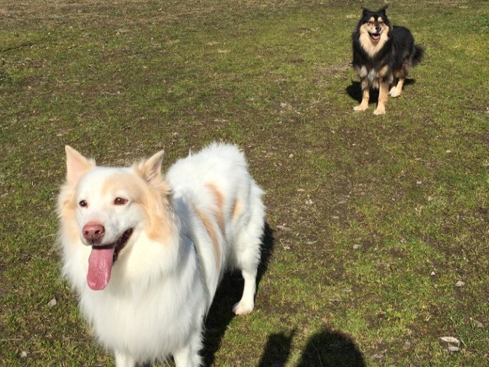篠山ドッグランで駆け回る
