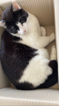 初めてお家に入った日＝ハニートーストさん（@hanichan_u_m）提供
