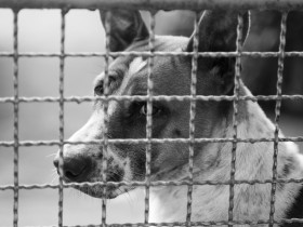 焦点は無麻酔の帝王切開、問題の本質は？　長野県繁殖業者虐待事件～裁判傍聴記②