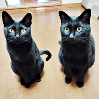 まるで本当のきょうだい！ （左から）先住のちーちゃん、黒ちゃん（画像提供：ちよさん）